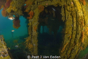 WWII minesweeper converted into an artificial reef with a... by Peet J Van Eeden 